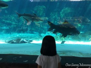 River Safari Aquarium with Kids