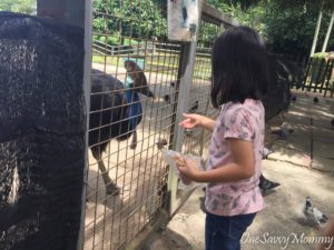 ANIMAL RESORT SINGAPORE FEEDING CASSOWARY