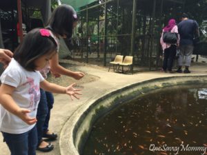 ANIMAL RESORT SINGAPORE FEEDING FISHES