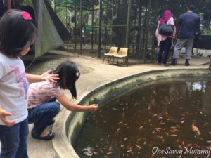 ANIMAL RESORT SINGAPORE FEEDING FISHES