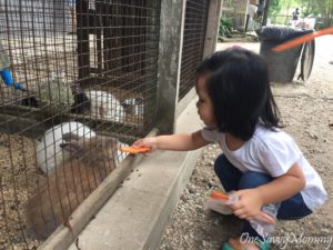 ANIMAL RESORT SINGAPORE FEEDING RABBIT