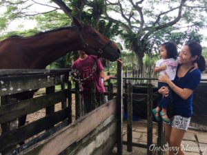 ANIMAL RESORT SINGAPORE FEEDING HORSE