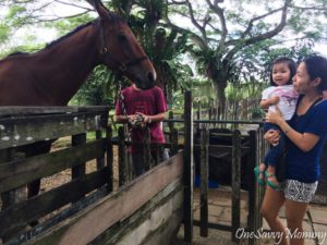 ANIMAL RESORT SINGAPORE FEEDING HORSE