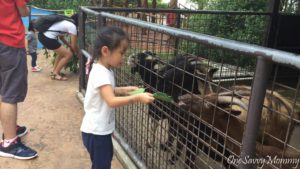 Singapore Zoo Special Experiences Feeding Goat