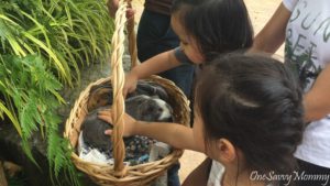 Singapore Zoo Special Experiences Animal Petting