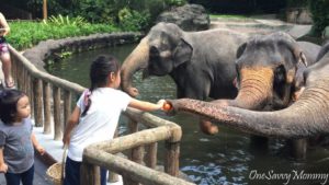 Singapore Zoo Special Experiences Feeding Elephant