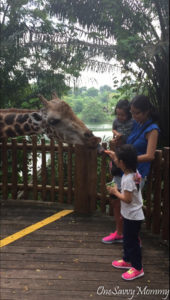 Singapore Zoo Special Experiences Feeding Giraffe