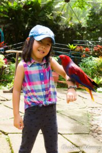 Davao Malagos Garden Resort Parrot
