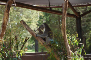 Melbourne Healesville Sanctuary Koala