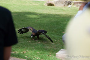 Melbourne Healesville Sanctuary Raptor Eagle