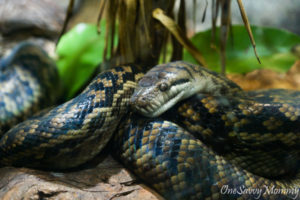 Melbourne Healesville Sanctuary Snake