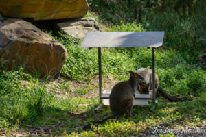 Melbourne Healesville Sanctuary Kangaroo Wallabies