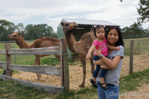 Myuna Farm Camel