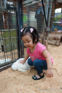 Myuna Farm Big Rabbit Petting