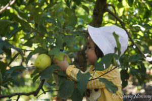 Melbourne Apple Fruit Picking Bacchus Marsh