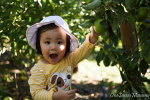 Melbourne Apple Fruit Picking Bacchus Marsh