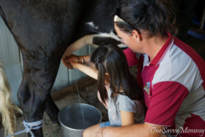 Melbourne Animal Land Farm Milking Cow