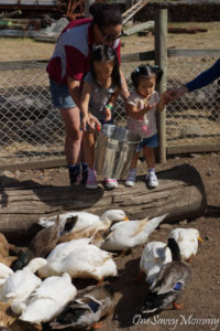 Melbourne Animal Land Duck Feeding