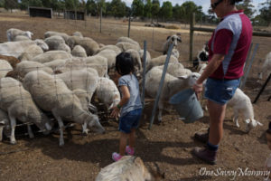 Melbourne Animal Land Lamb Goat Feeding