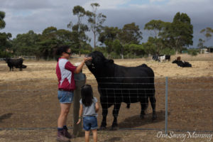 Melbourne Animal Land Bull Feeding